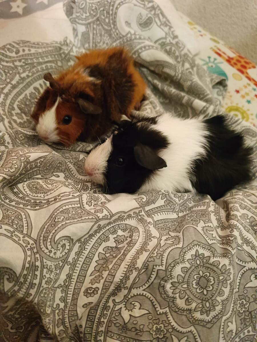 Мои дружелюбные девчонки