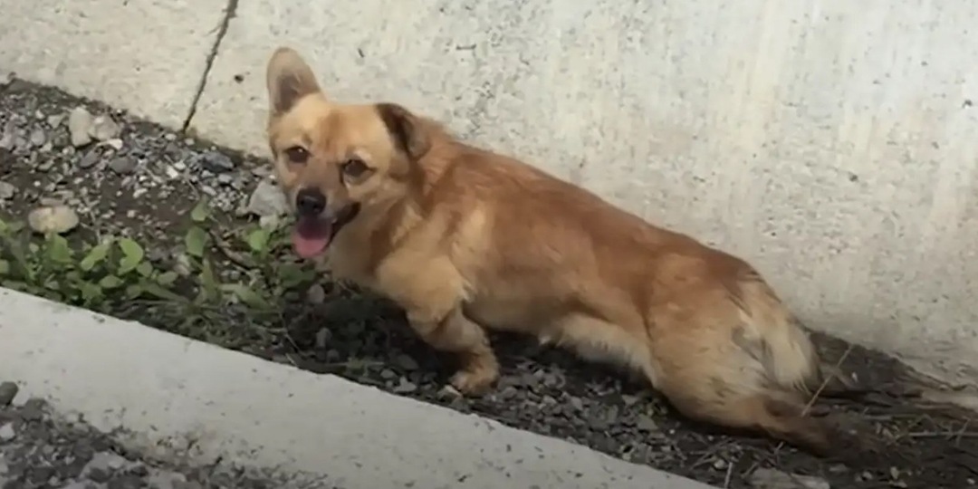 Парализованный пес снова научился бегать