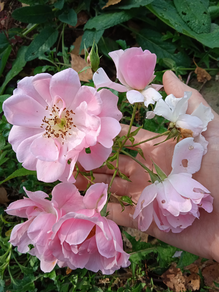 Почвопокровная Свит Хейз