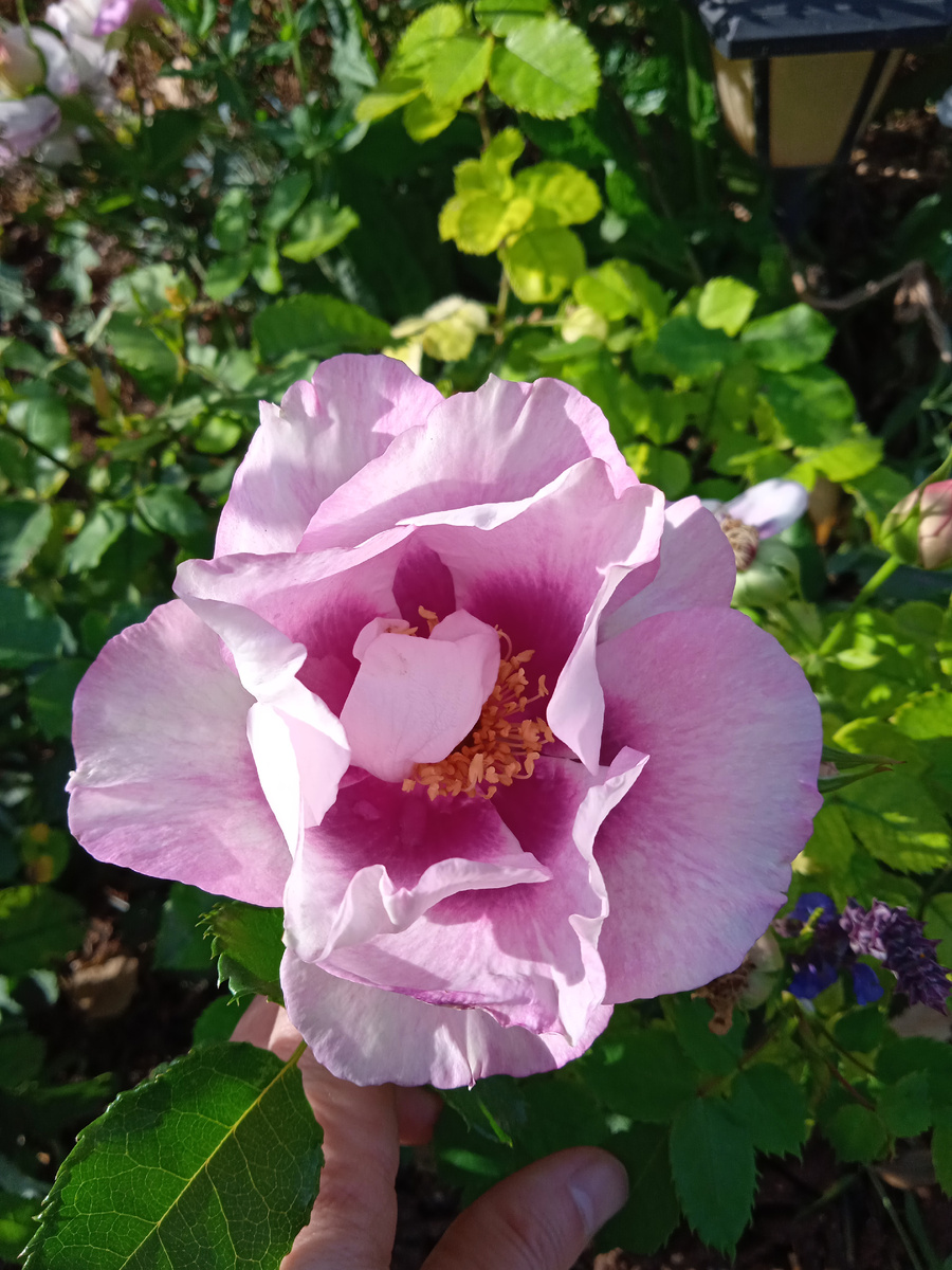 Флорибунда Айс Фо Ю