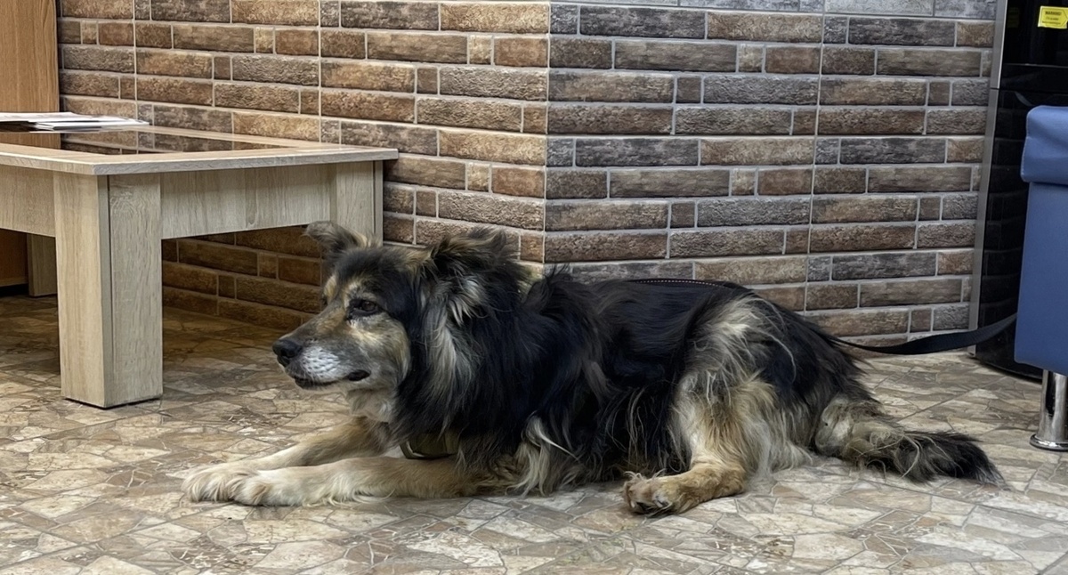 Дорогу перенесла хорошо.