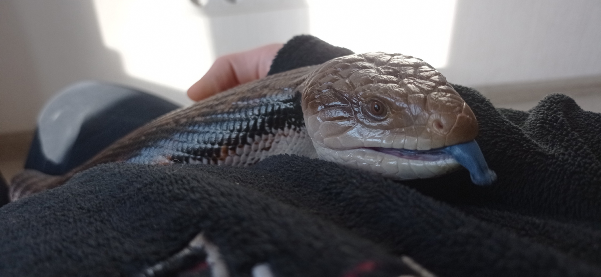 Неистово терпит двуногого. 