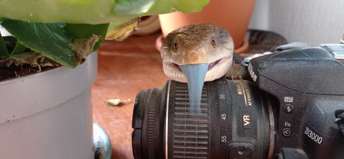 Считается, что язык сцинков синий, чтобы запугивать хищников. В конце концов, они показывают его при каждом удобном случае. Кроме того, он служит маркером здоровья партнёра во время брачных игр.