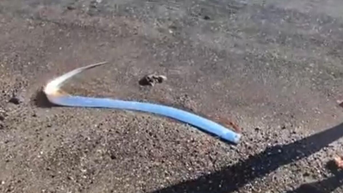 Фото: pr scr vkvideo.ru