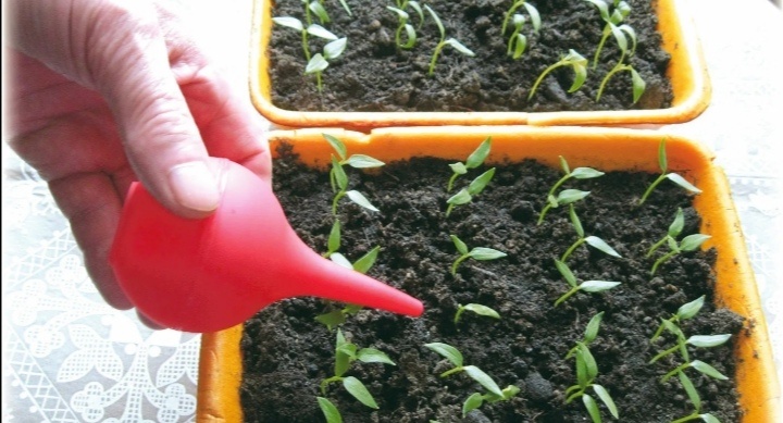 щадящий полив рассады на ранних этапах. 