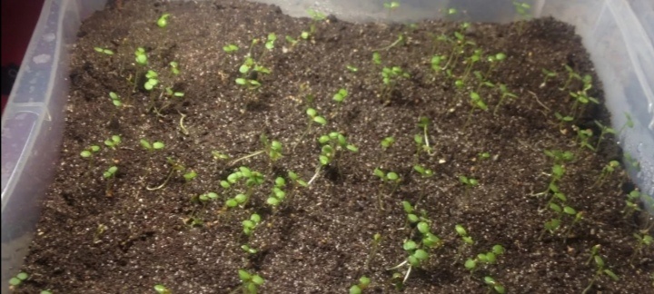 сеянцы земляники из семян, недавно проросли. 