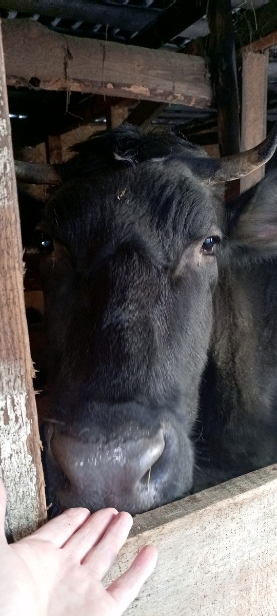 Фото из архива нашего лпх. Фифочка.