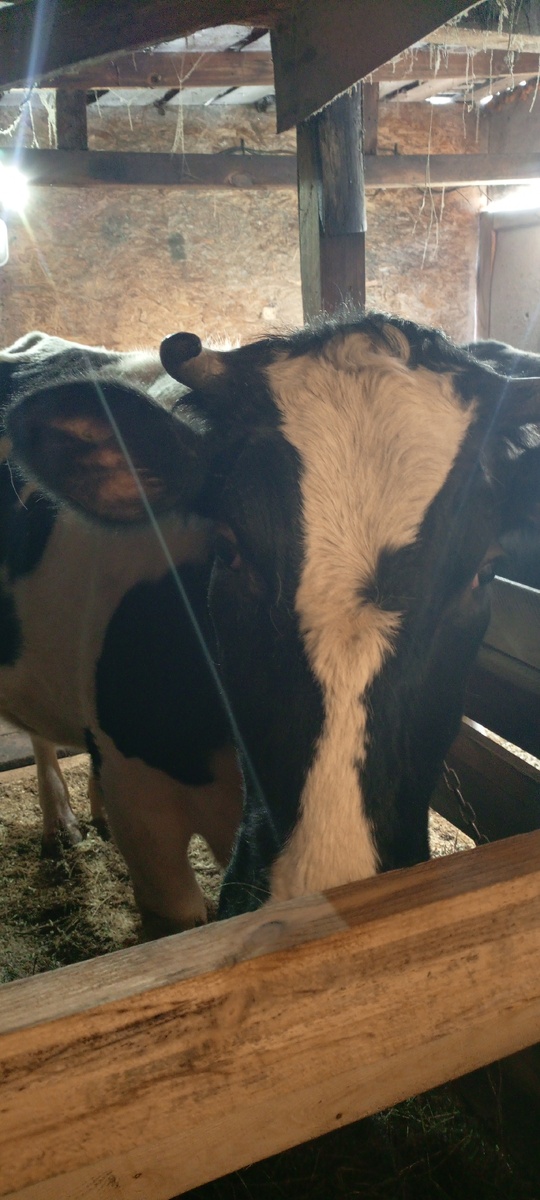 Фото из архива нашего лпх. Ларочка.