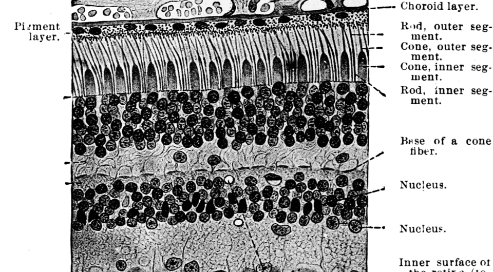   Wikimedia commons / CC BY-SA 3.0