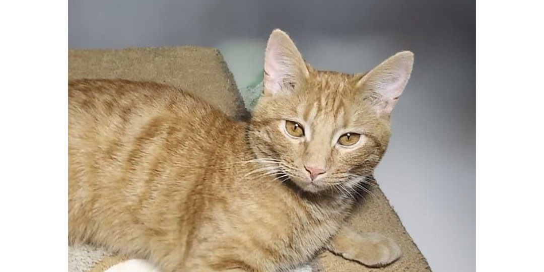 В Дзержинском спасли котенка, примерзшего к луже