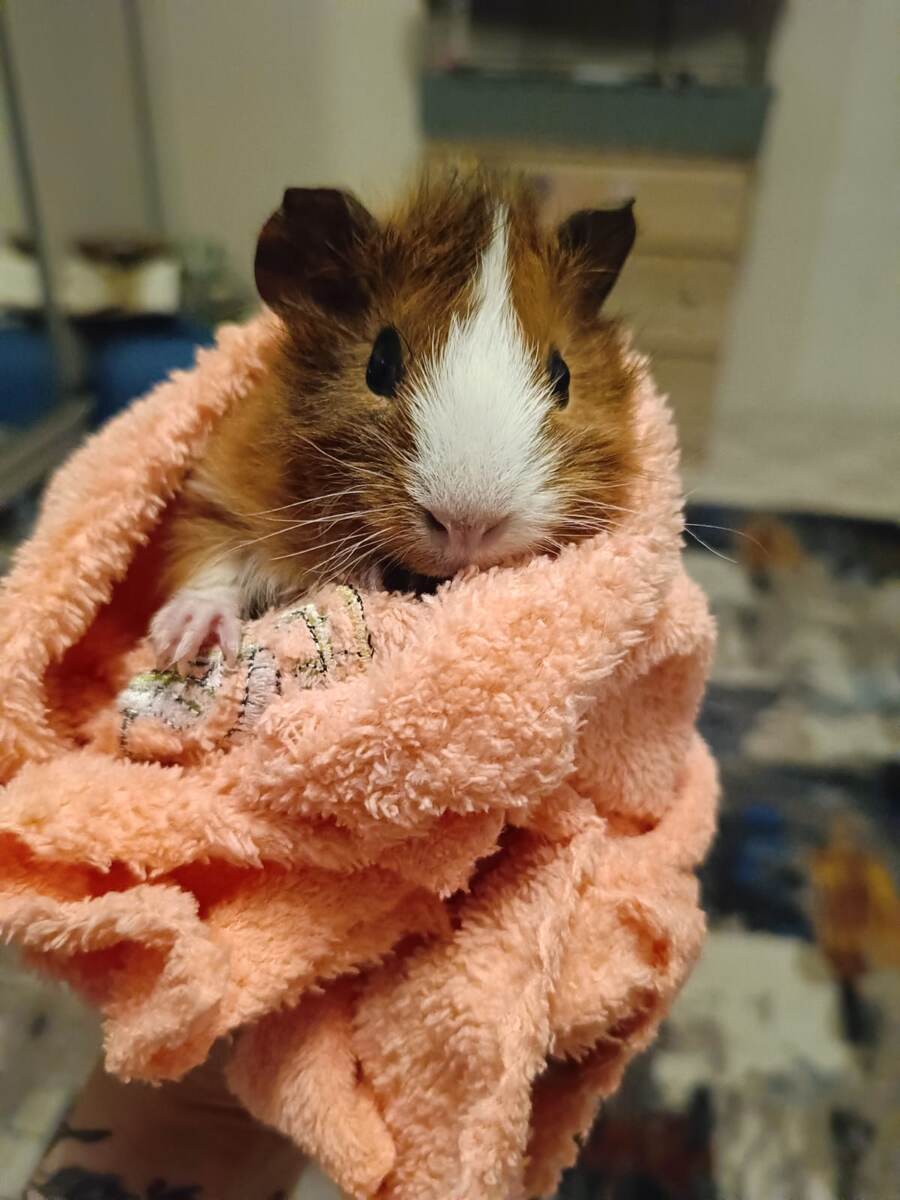 Сытая Карамель