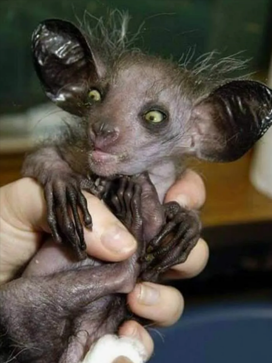 Зато для мемов подходит идеально. Что-то про выплаченную ипотеку или про тёщу