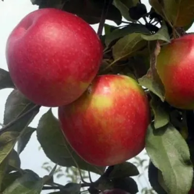 Яблоки сорта Дыямент