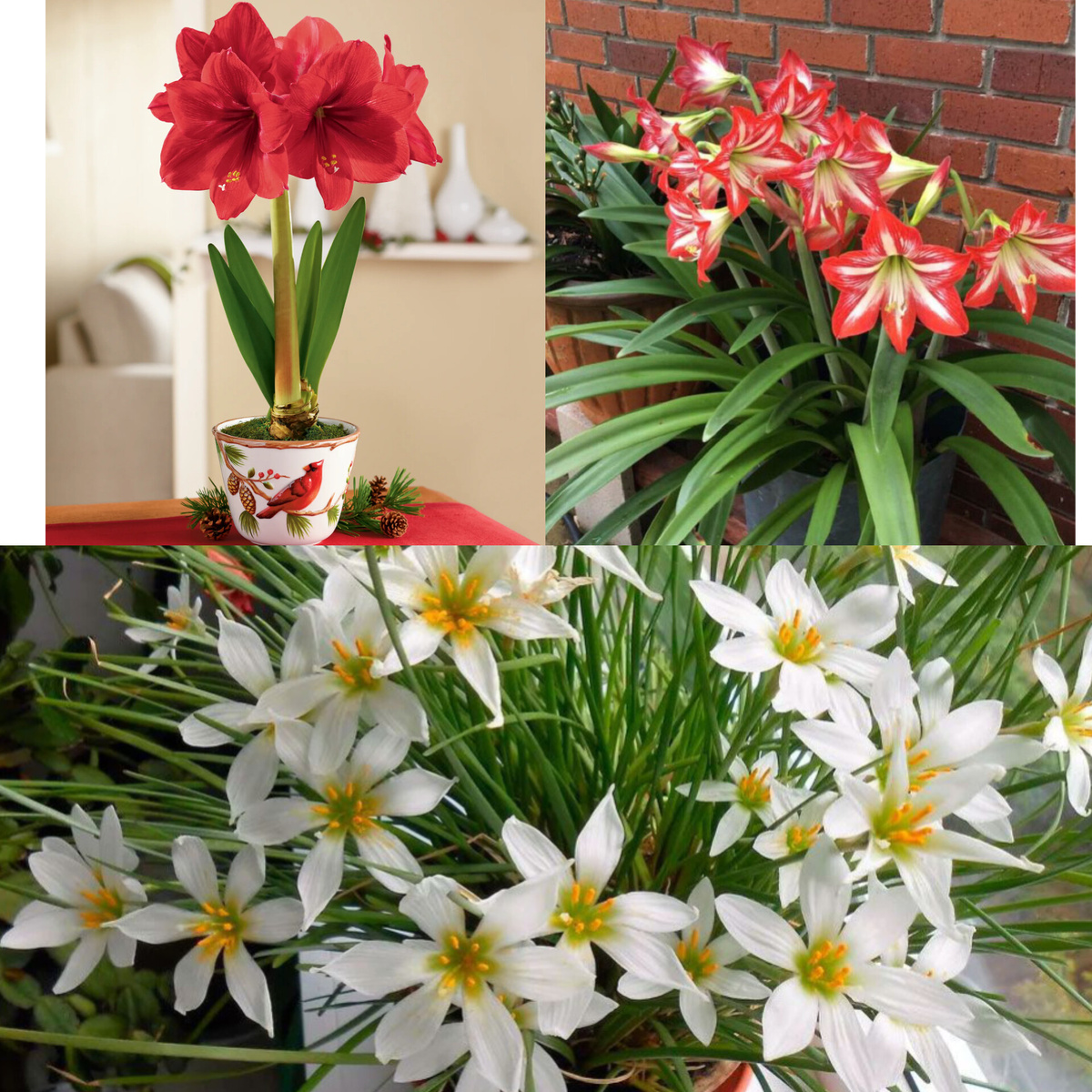 Источники фото: https://floria-dnr.ru/amarillis ,https://magiya-vokrug.ru/kak-obrezat-gippeastrum ,https://klubsadprof.ru/catalog/lukovichnye_tsvety/zefirantes/zefirantes_kandida_1_sht/