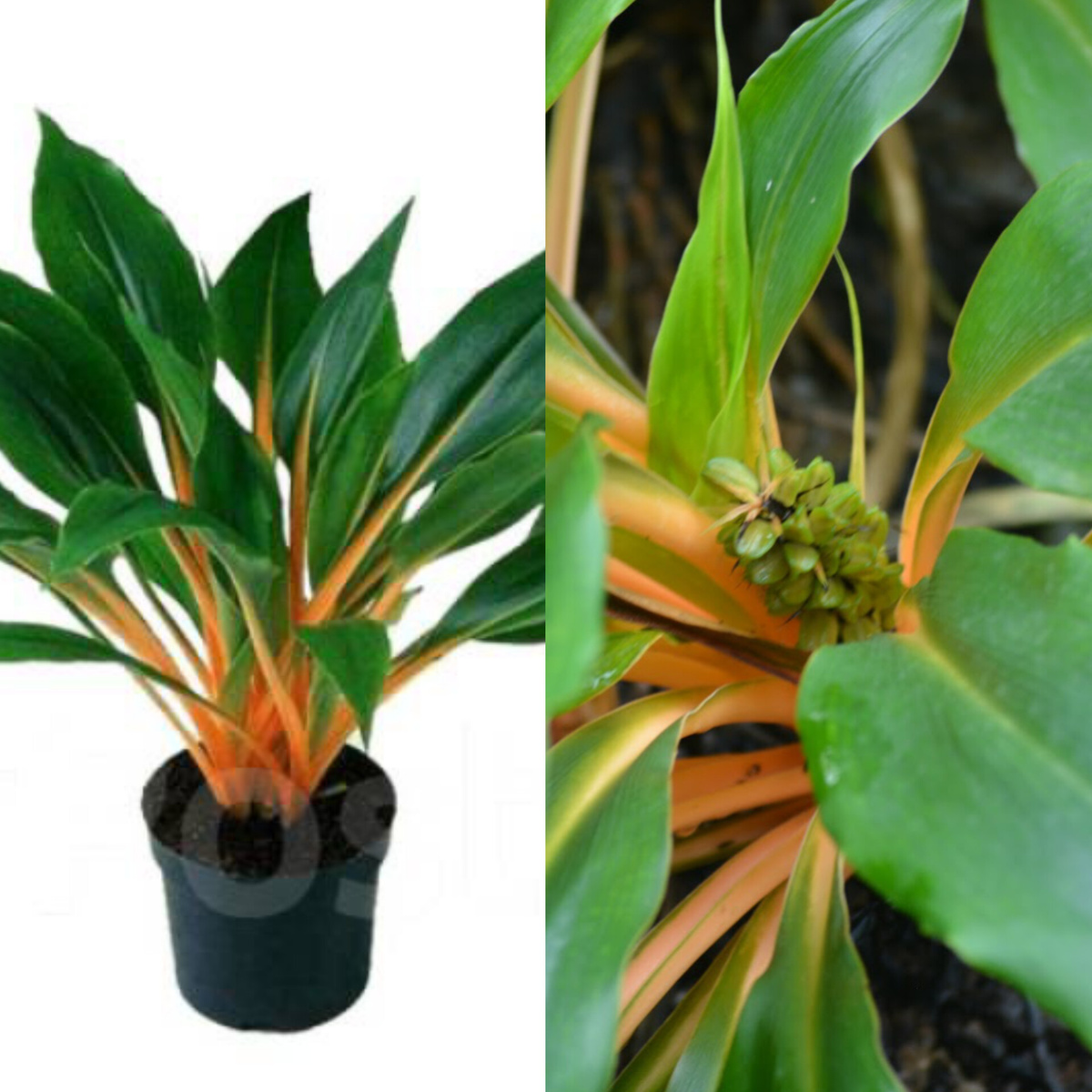 Источники фото https://www.farpost.ru/artem/home/homelife/flowers/hlorofitum-green-orange-12-30-g12087215488.htmlhttps://collectphoto.ru/gallery/komnatnyj-tsvetok-palisota