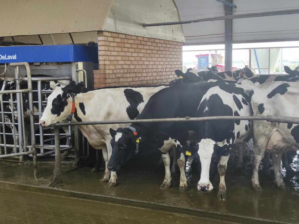 Владельцы животных должны оказывать содействие специалистам госветслужбы.  Фото: Фото: ФедералПресс / Ксения Кобалия