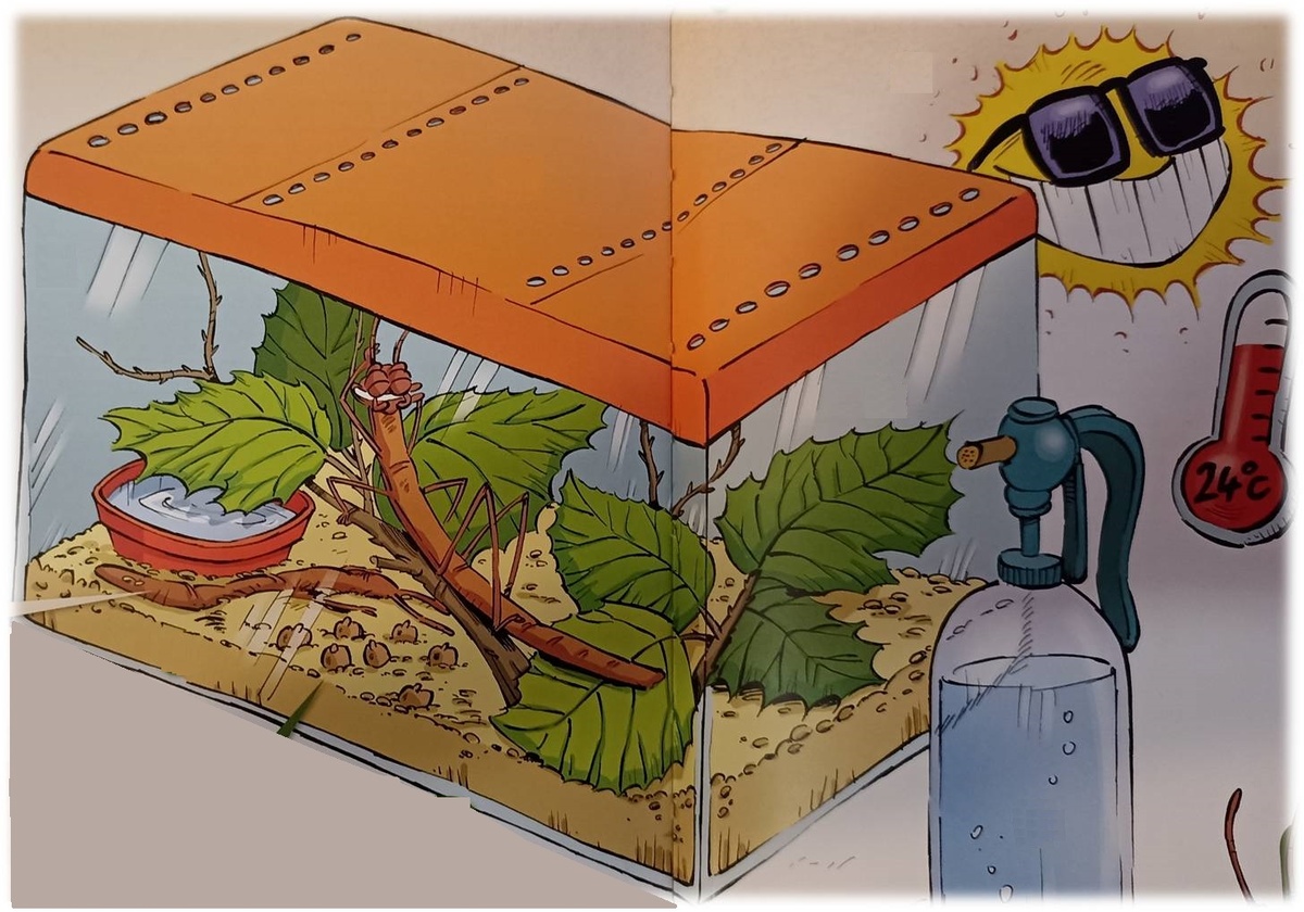 Инсектарий для содержания анамских палочников.