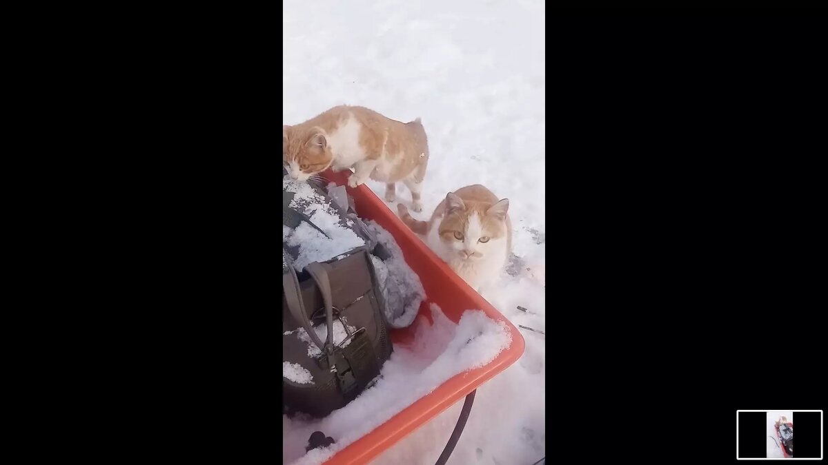 Коты не церемонятся и атакуют поклажу рыбаков. Источник: Тг-канал Мособлпожспаса