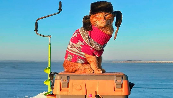 Кот-рыболов. Фото: a.d-cd.net