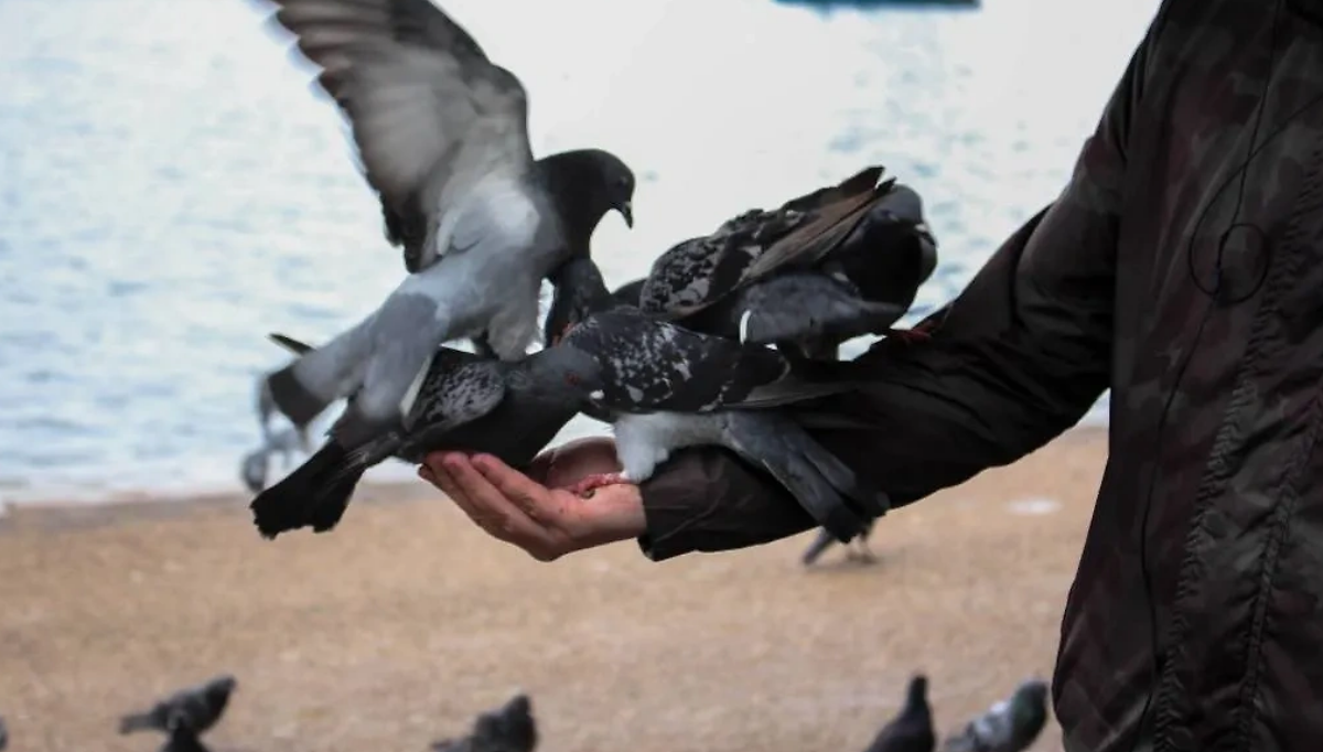 Птицы. Обложка © Shutterstock / FOTODOM / Sapir.l