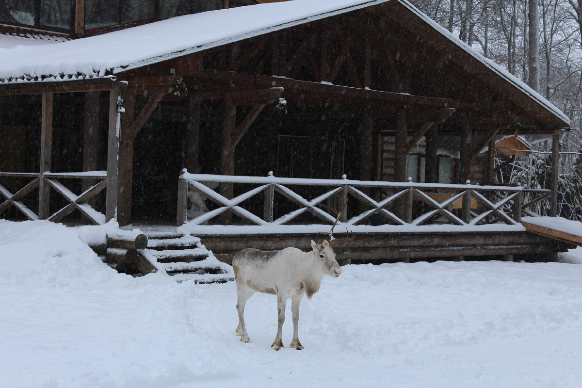 В усадьбе «Приют Белоснежки». Фото: https://vk.com/club142483975