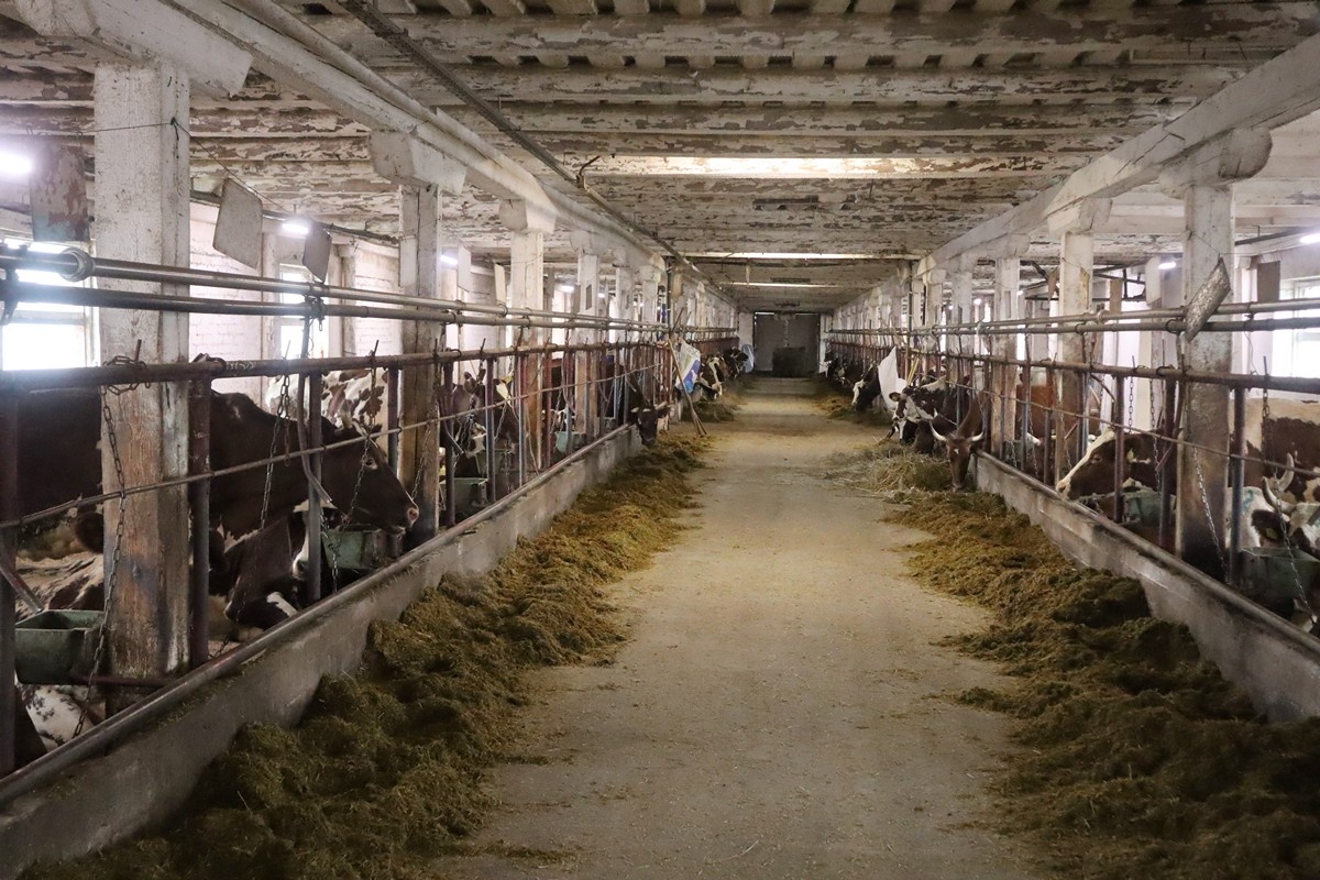    Совхоз "Толвуйский". Фото: "Республика"/Максим Смирнов