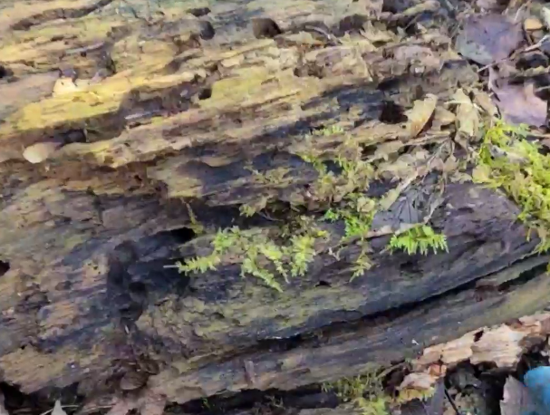 Древесный распад