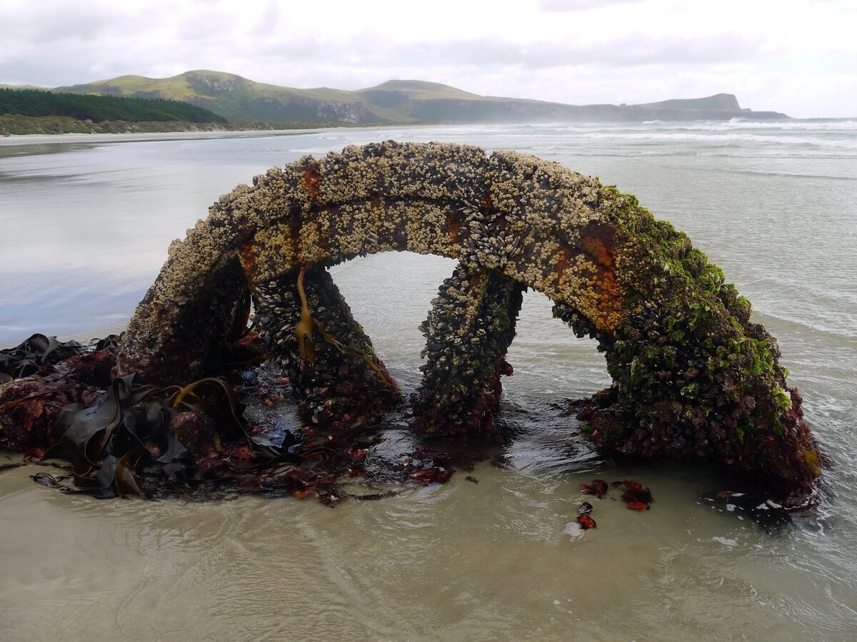 Пароход "Виктори" в заливе Уиклифф, полуостров Отаго, Новая Зеландия. 