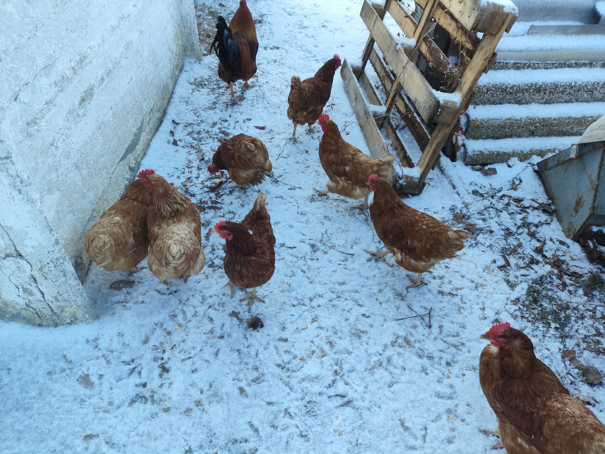 Курочки так смешно на снег накинулись... Хотя воды еще половина ведерка в сарайке стоит...