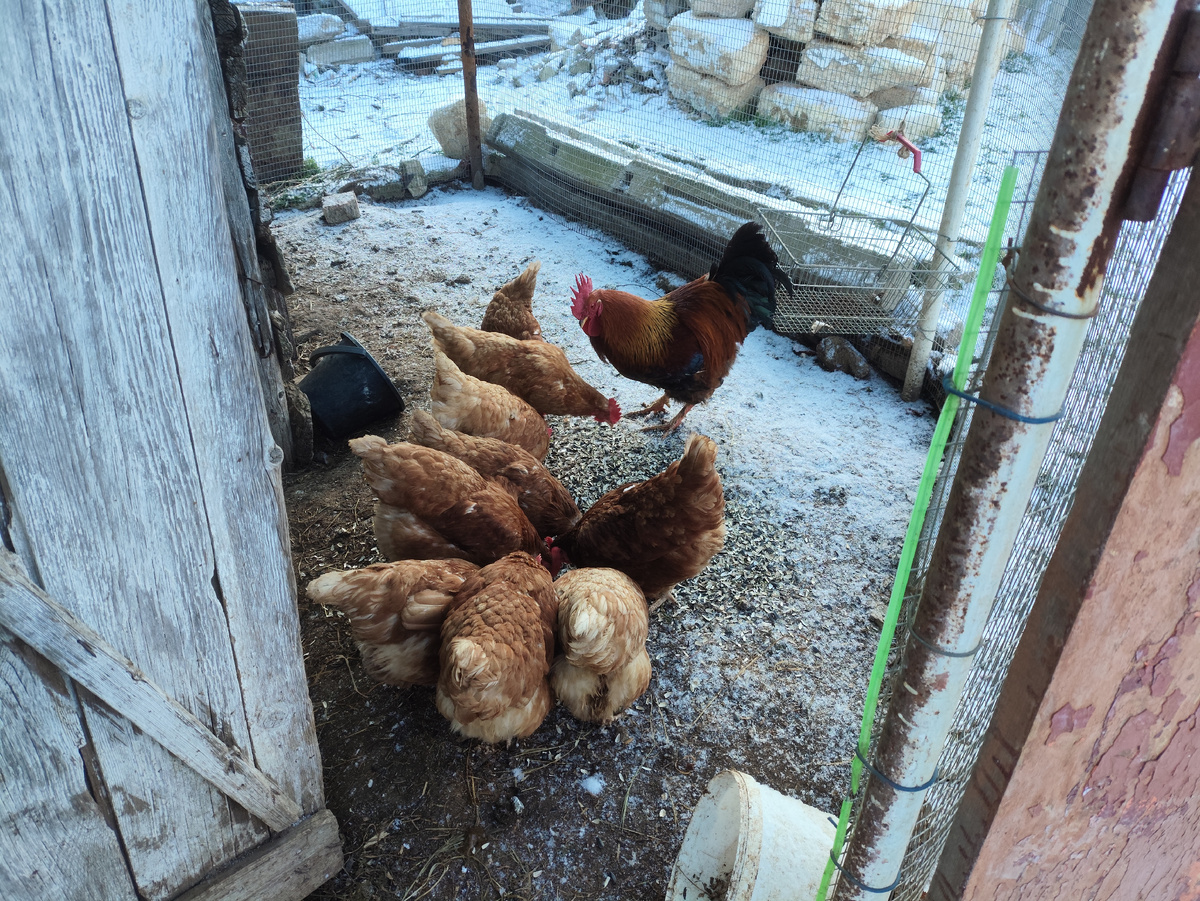 Выбирают вкусненькое