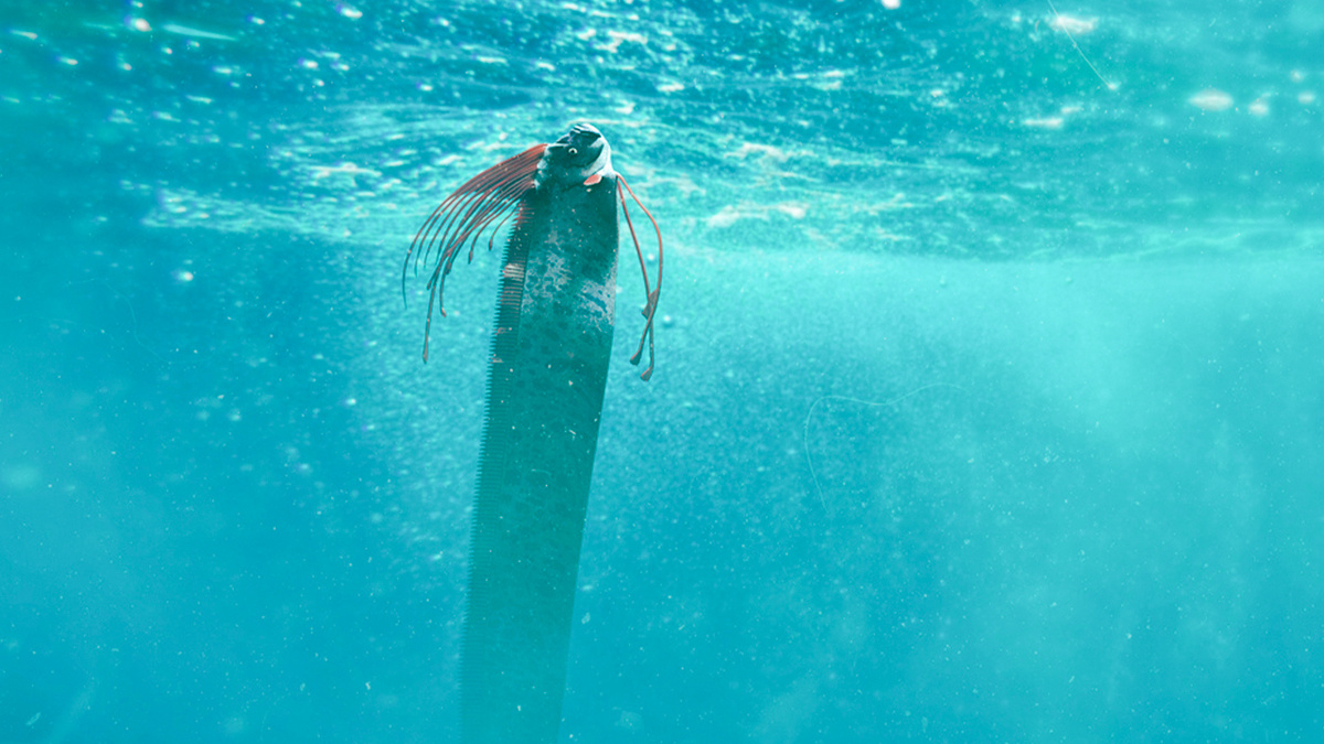 istockphoto.com/крупные рыбы "Судного дня" могут достигать веса в 250 килограммов 