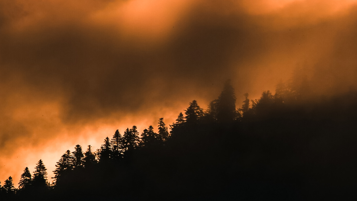 freepik.com/ Рыба "Судного дня" предсказала серию лесных пожаров 