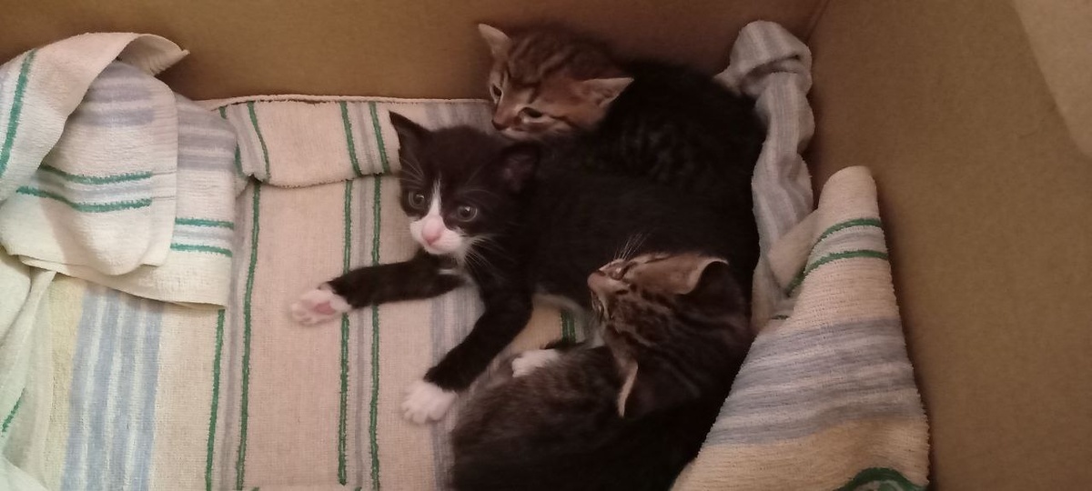 Принесли котят
