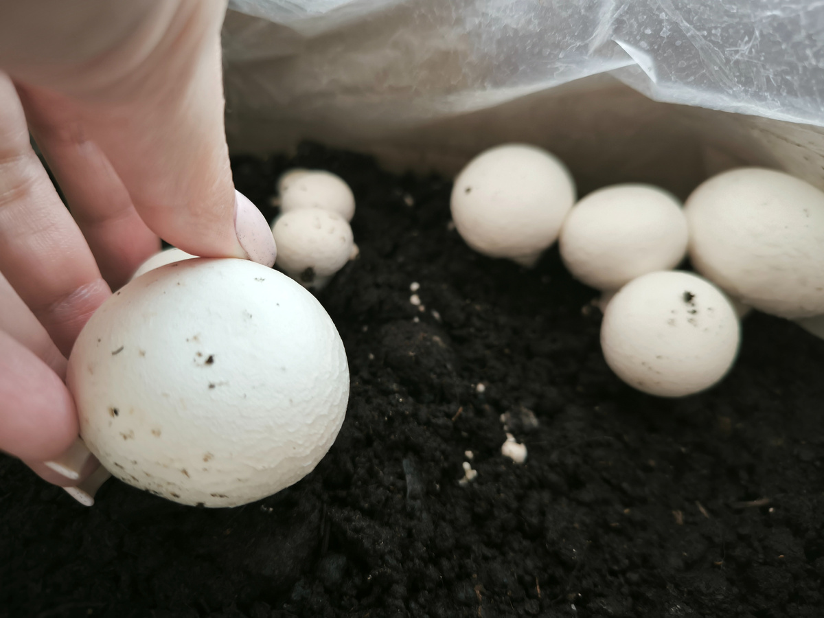 Наши шампиньоны на подоконнике