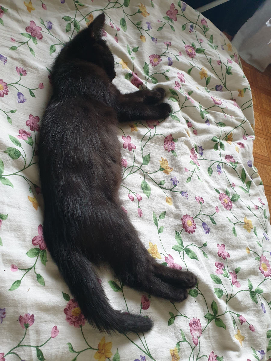 Алиса и сладкий послеобеденный сон 😴 