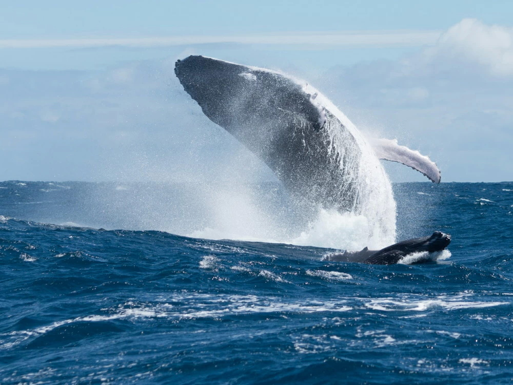 Ну да, с похмелья ещё не так вынернешь и дышать будешь. Взято там же, у тетраподов Яндекса.