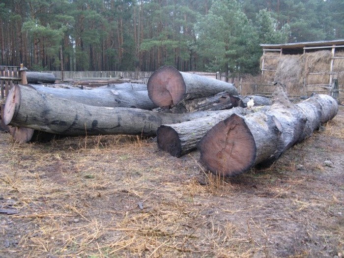 Добыча мореного дуба