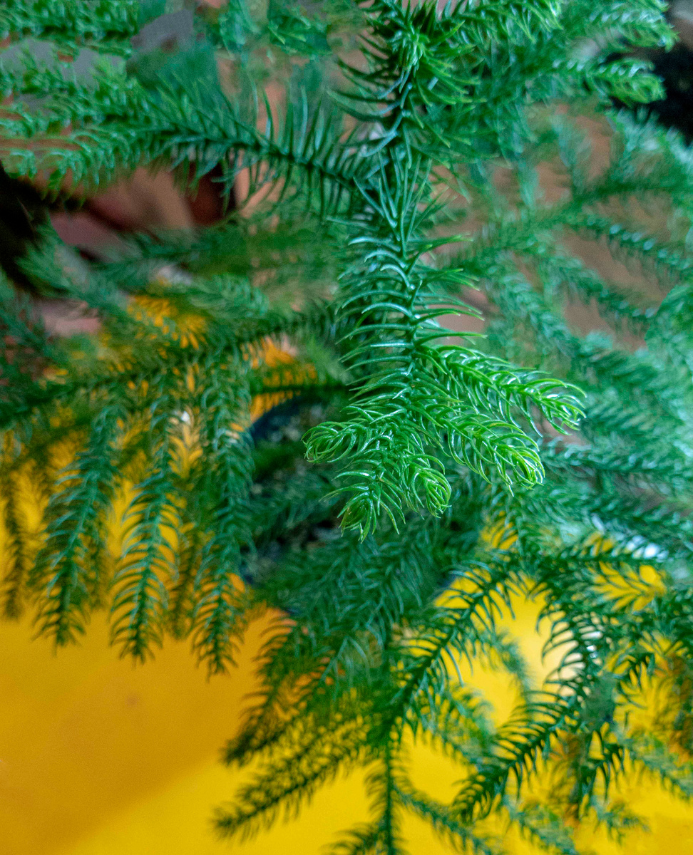 Араукария разнолистная. Фото автора.