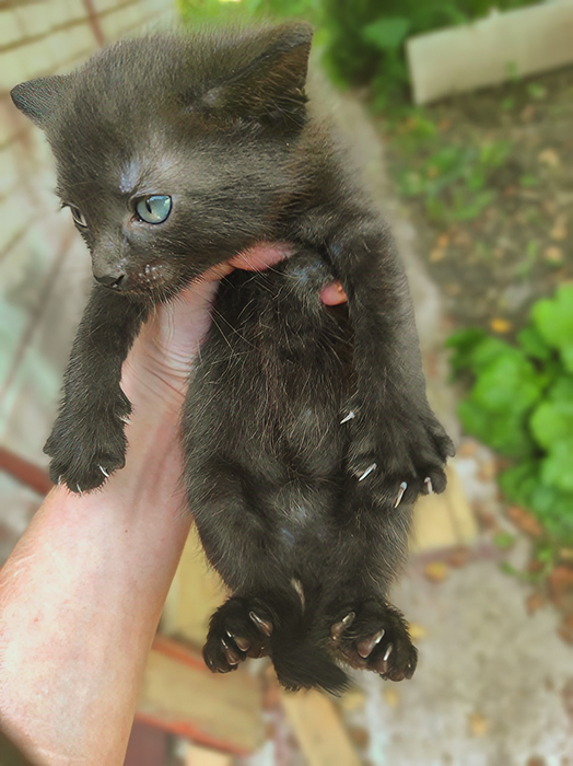 Уголек в возрасте пяти недель