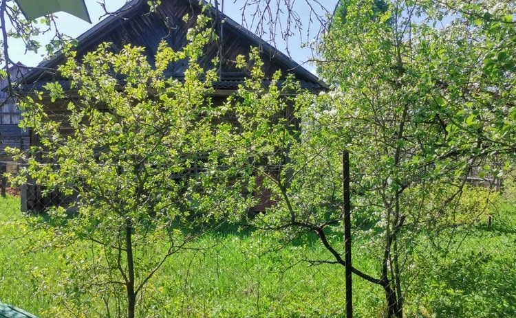    Узнали у экспертов лучшие морозостойкие сливы для посадки в прохладном климате