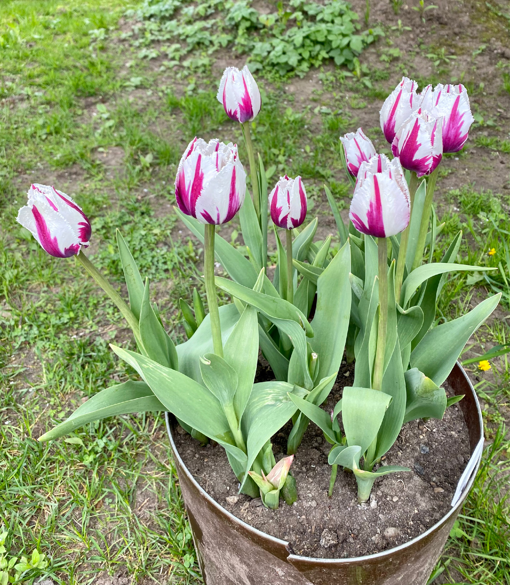 Флейминг Балтик