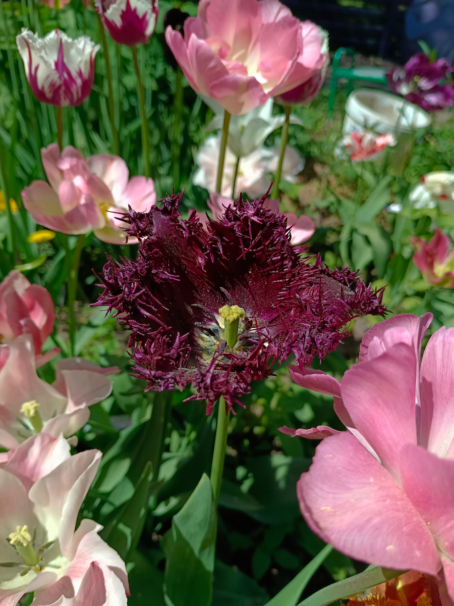 Наш "розовый период"