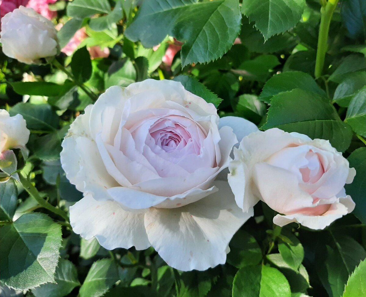 Роза Herzogin Christiana