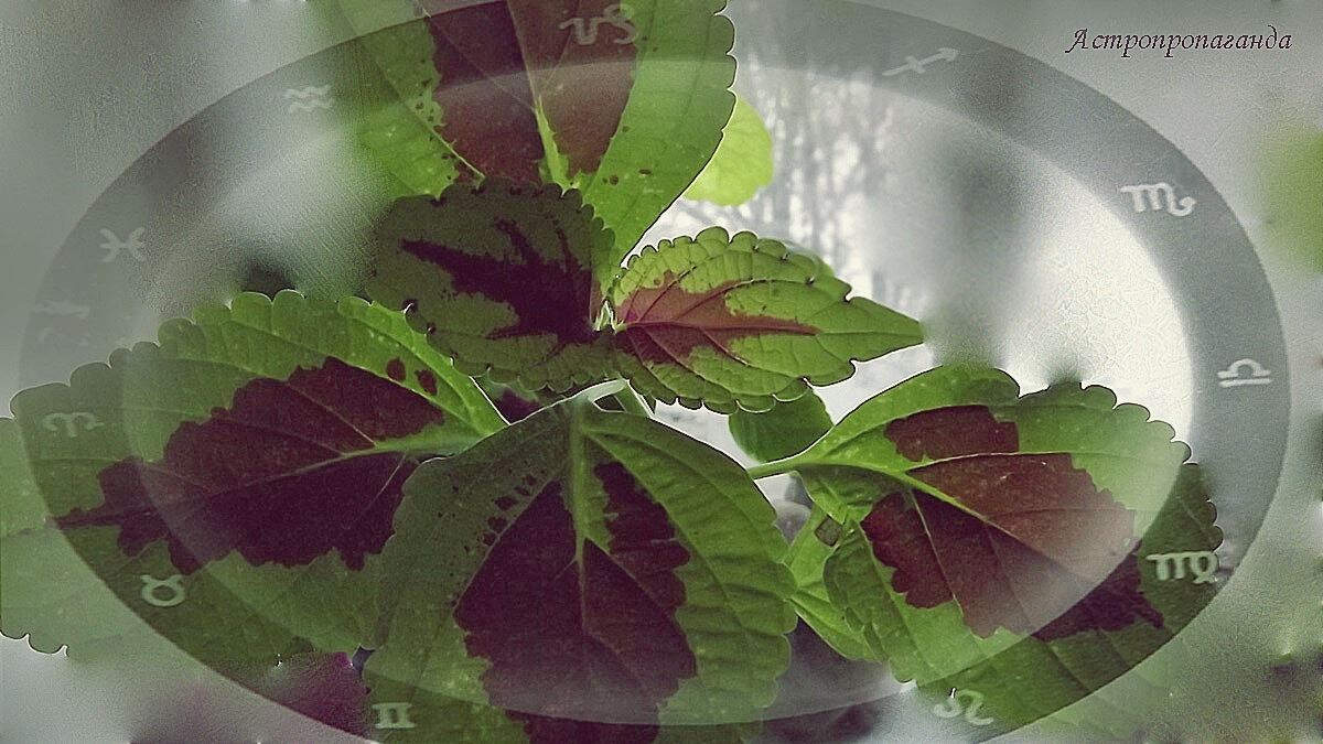 Гороскоп на неделю с 17 по 23 февраля 2025: Солнце входит в Рыбы, а Марс стоит в Раке. 