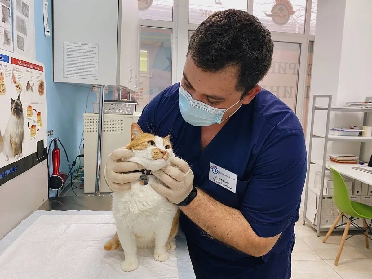 Доктор говорит, шерсть идеальна.