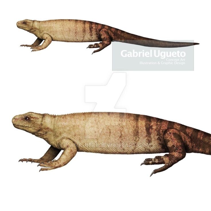 Баразавр – овенеттид из раннего триаса.