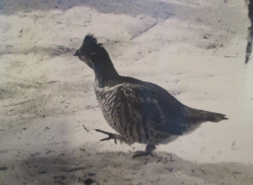 Моя старая фотография