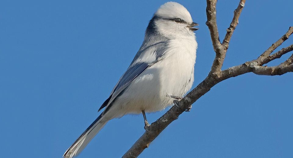    Барташов И.В.