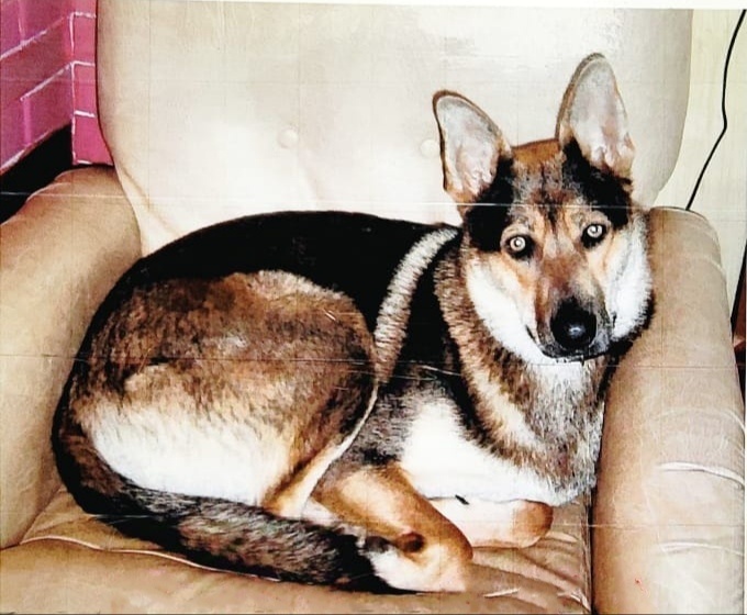 Лана в своём любимом кресле на даче. 