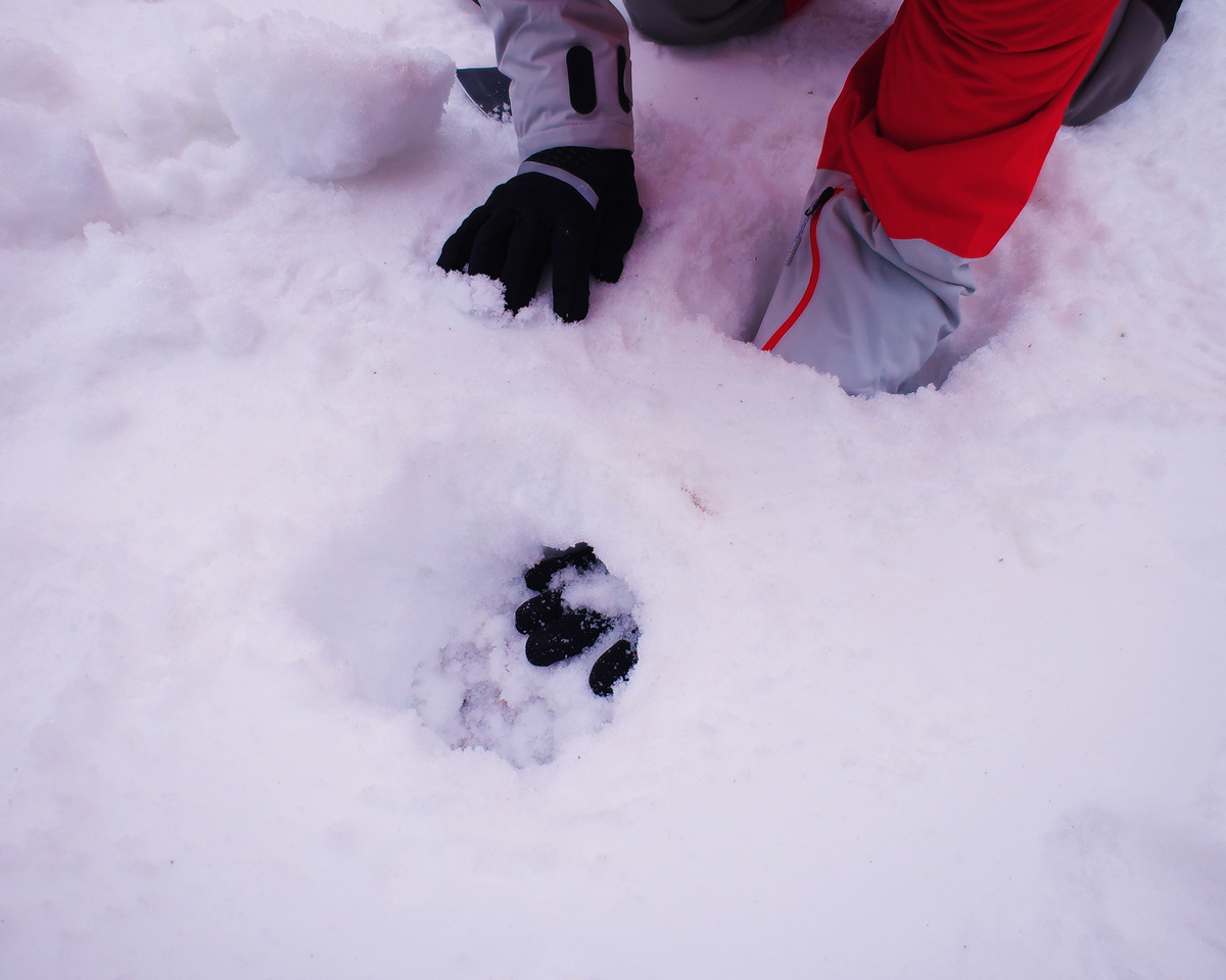 Выкопай ямку, отступи полметра выкопай вторую. Сделай подкоп к первой ямке.